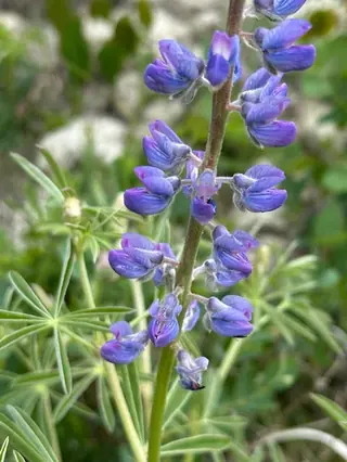 silvery lupine (Lupinus argenteus), fall color