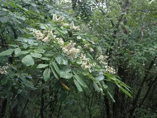 Maackia, Amur Maackia