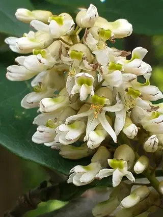 Amur Maackia (Maackia amurensis), mature form