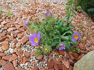 Bigelow's Tansyaster