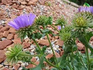 Bigelow's Tansyaster (Machaeranthera bigelovii), mature form