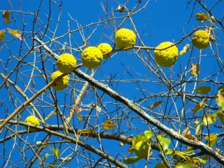 Osage Orange 'White Shield' (Maclura pomifera), foliage
