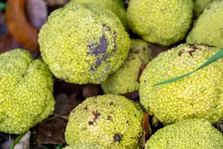 Osage Orange 'White Shield' (Maclura pomifera), fall color