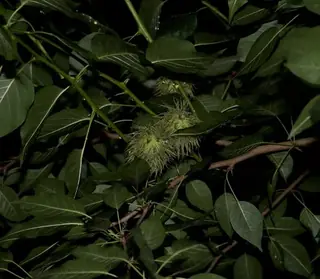 Osage Orange 'White Shield' (Maclura pomifera), mature form