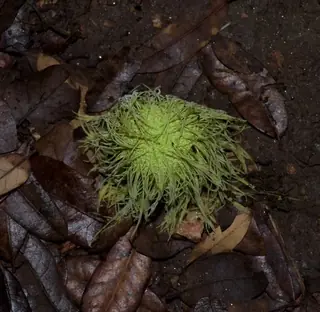 Osage Orange 'White Shield' (Maclura pomifera), bloom