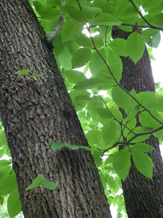 Cucumbertree Magnolia (Magnolia acuminata), mature form