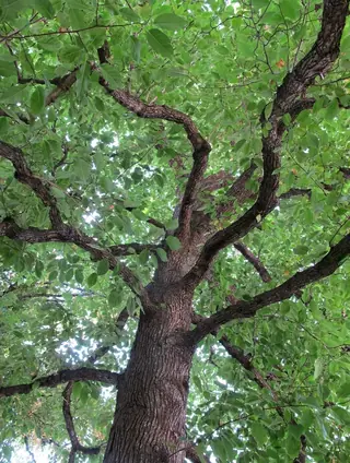 Magnolia, Cucumbertree