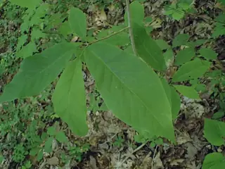 Cucumbertree Magnolia (Magnolia acuminata), bloom