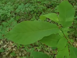 Cucumbertree Magnolia (Magnolia acuminata), foliage