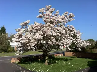 Saucer Magnolia (Magnolia x soulangiana), mature form