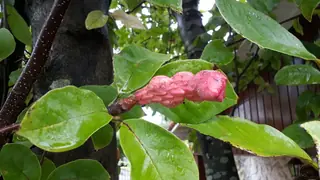 Saucer Magnolia (Magnolia x soulangiana), fall color