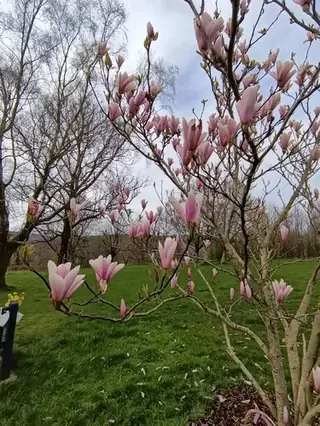 Magnolia, Saucer