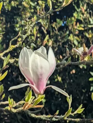 Saucer Magnolia (Magnolia x soulangiana), bloom