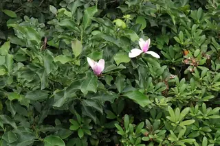 Saucer Magnolia (Magnolia x soulangiana), foliage