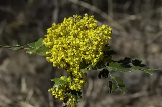 Compact Oregon grape (Mahonia aquifolium 'Compactum'), bloom