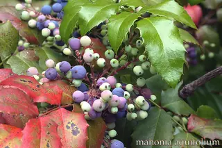 Compact Oregon grape (Mahonia aquifolium 'Compactum'), fall color