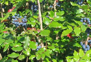 Compact Oregon grape (Mahonia aquifolium 'Compactum'), foliage