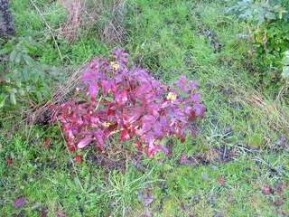 Compact Oregon grape (Mahonia aquifolium 'Compactum'), mature form