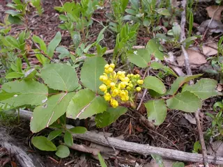 Creeping Oregon grape (Mahonia repens), foliage
