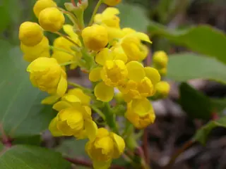 Creeping Oregon grape (Mahonia repens), fall color
