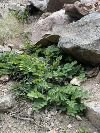 Creeping Oregon grape