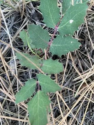 Creeping Oregon grape (Mahonia repens), bloom