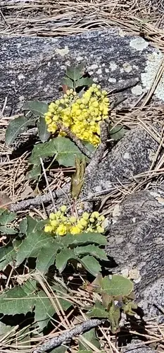 Creeping Oregon grape (Mahonia repens), mature form