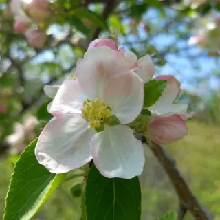 Radiant Crabapple (Malus 'Radiant'), foliage