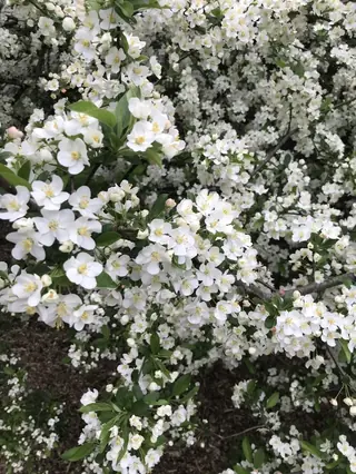 Sargent Crabapple (Malus sargentii), foliage