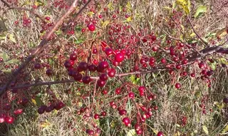 Sargent Crabapple (Malus sargentii), mature form