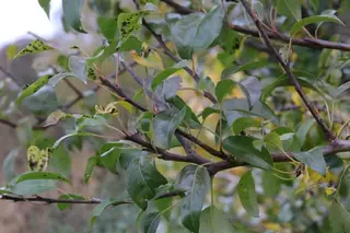 HoneyCrisp Fruit Apple (Malus varieties), bloom