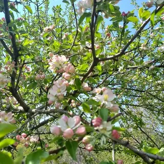 Crabapple, BRANDYWINE®