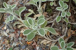 Silverheels horehound (Marrubium rotundifolium), mature form
