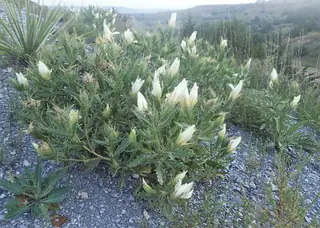 Star Flower/Blazing-Star (Mentzelia decapetala), bloom