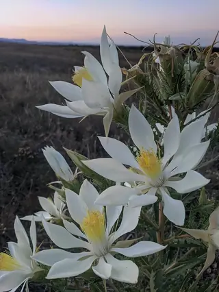 Star Flower/Blazing-Star (Mentzelia decapetala), fall color