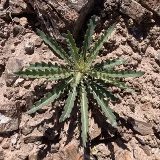 Star Flower/Blazing-Star
