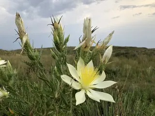Star Flower/Blazing-Star (Mentzelia decapetala), habit