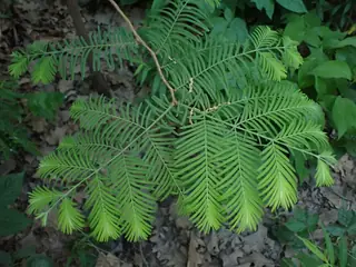 Dawn Redwood (Metasequoia glyptostroboides), foliage
