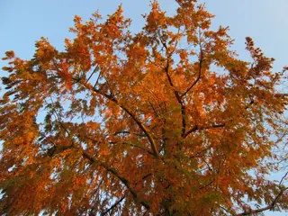 Dawn Redwood (Metasequoia glyptostroboides), mature form