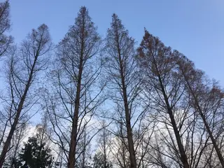 Dawn Redwood, Dawn Redwood