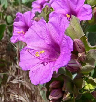 Desert Four O’Clock (Mirabilis multiflora), fall color