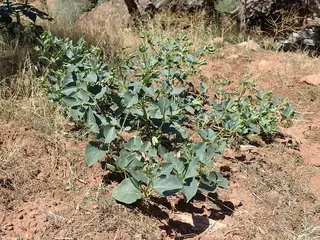Desert Four O’Clock (Mirabilis multiflora), bloom