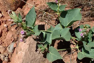 Desert Four O’Clock (Mirabilis multiflora), habit