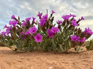 Desert Four O’Clock