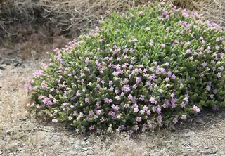 Desert Four O’Clock (Mirabilis multiflora), foliage