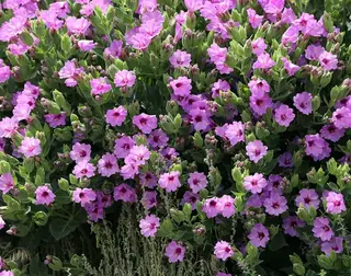 Desert Four O’Clock (Mirabilis multiflora), mature form