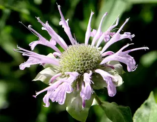 Bee Balm/Horsemint (Monarda fistulosa), foliage