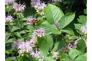 Bee Balm/Horsemint (Monarda fistulosa), mature form