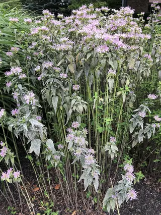 Bee Balm/Horsemint