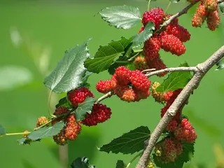 White Mulberry (Morus alba), fall color